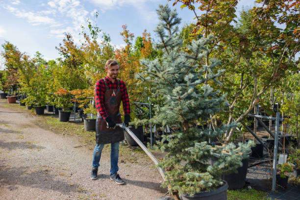 Best Emergency Tree Service  in Santa Teresa, NM